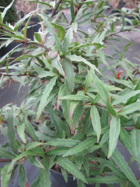 Berberis gagnepainii